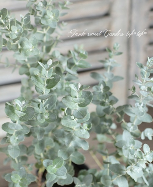 ユーカリ アーニゲラ すべての商品 Junk Sweet Garden Tef Tef