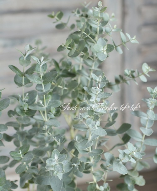 ユーカリ アーニゲラ すべての商品 Junk Sweet Garden Tef Tef