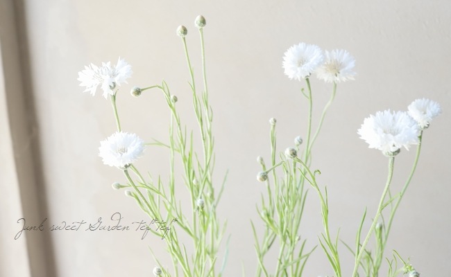 セントーレア (矢車草) 『ホワイト』 | すべての商品 | | Junk sweet