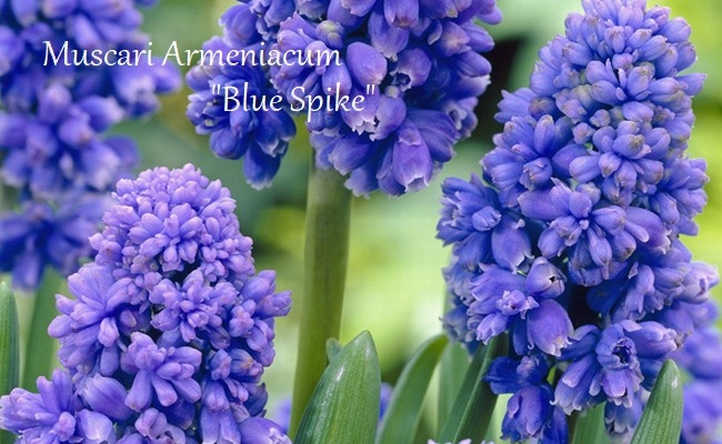 球根】 ムスカリ 『ブルースパイク』 5球 | 球根 | | Junk sweet