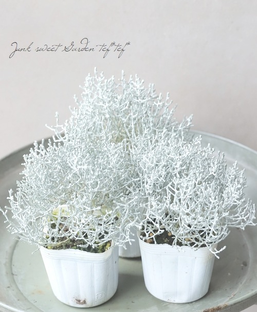 �������ե��륹���إץ�����ʡ� 