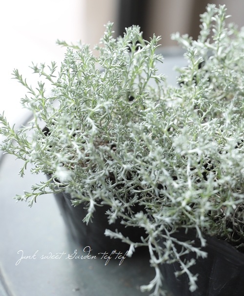 �������ե��륹���إץ�����ʡ� 