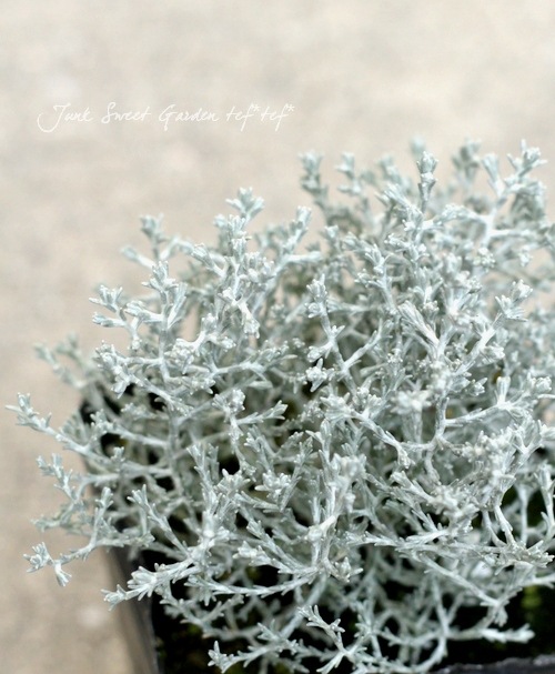 �������ե��륹���إץ�����ʡ� 