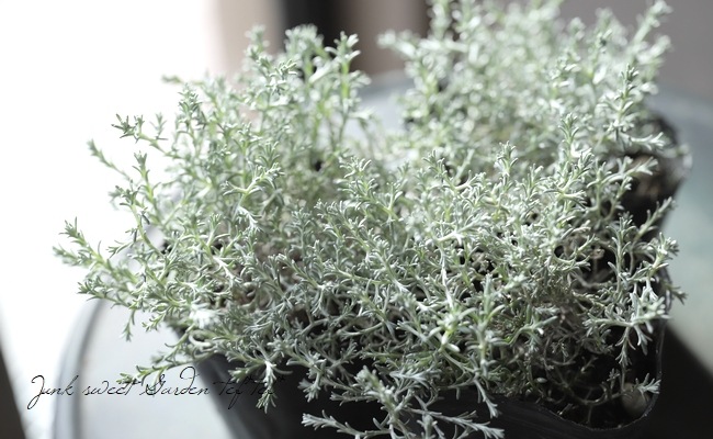 �������ե��륹���إץ�����ʡ� 