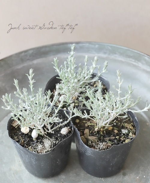 �������ե��륹���إץ�����ʡ� 