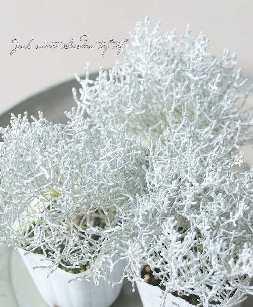 �������ե��륹���إץ�����ʡ� 