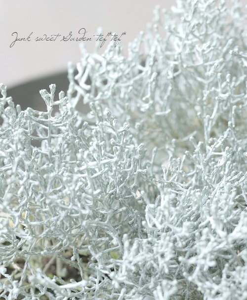 �������ե��륹���إץ�����ʡ� 