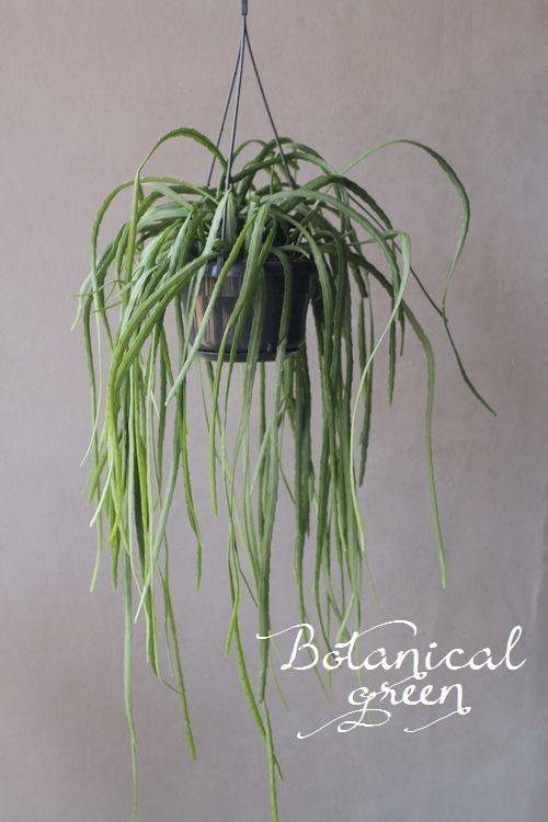 �ڴ��տ�ʪ�� ��ץ��ꥹ���إۥ�ӥ����ʡ١������ܥƥ�