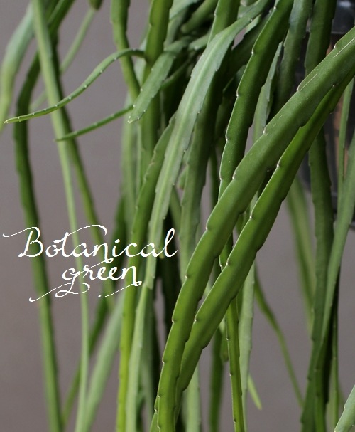 �ڴ��տ�ʪ�� ��ץ��ꥹ���إۥ�ӥ����ʡ١������ܥƥ�