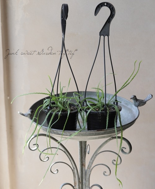 �ڴ��տ�ʪ�� ��ץ��ꥹ���إۥ�ӥ����ʡ١������ܥƥ�