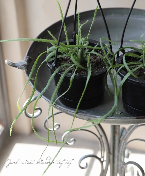 �ڴ��տ�ʪ�� ��ץ��ꥹ���إۥ�ӥ����ʡ١������ܥƥ�