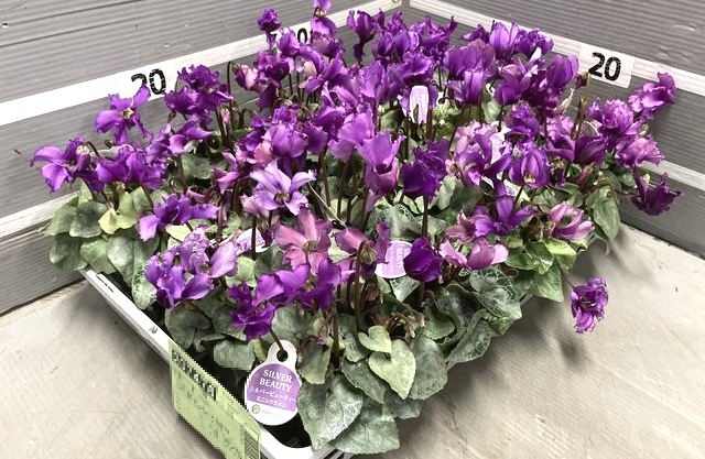 ★ カブリオレ様 ★専用。デビルマン シレーヌ シルクスクリーン パープルカラー ガーデンミニシクラメン 『シルバービューティー』 【ビクトリアブルー