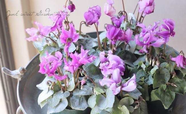 SWEET GARDEN 入場