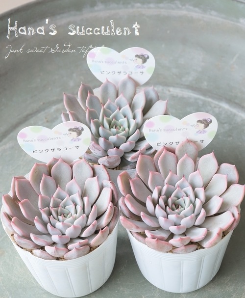 多肉植物】 エケベリア 『ピンクザラコーサ』 【はなちゃんの多肉