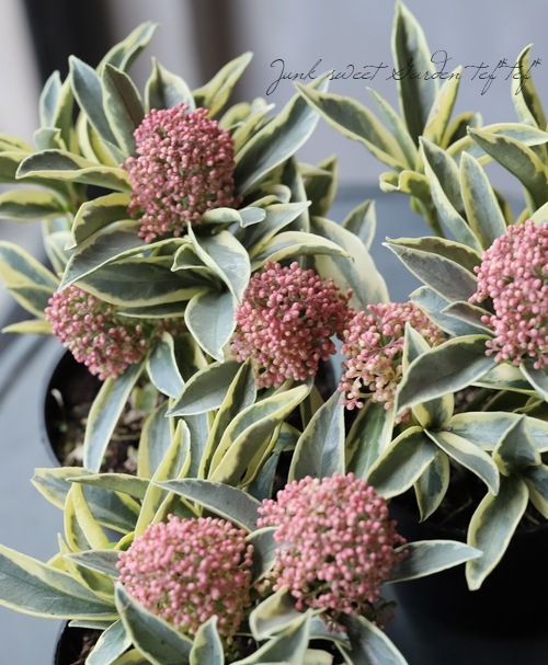 耐寒性常緑低木 スキミア『マジックマルロー』オランダ産！ | すべての