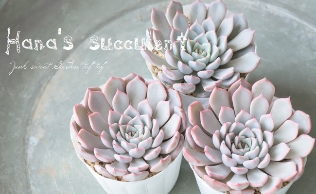 多肉植物】 エケベリア 『ピンクザラコーサ』 【はなちゃんの多肉