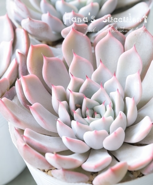 多肉植物】 エケベリア 『ピンクザラコーサ』 【はなちゃんの多肉