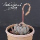 ¿ʪ  -業-١٥ꥢ° ڤȤ꡼