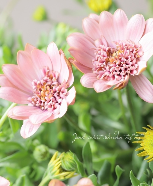 ゲブラ・ナガトヨ】 八重咲きオステオスペルマム 『桜子』 | すべての