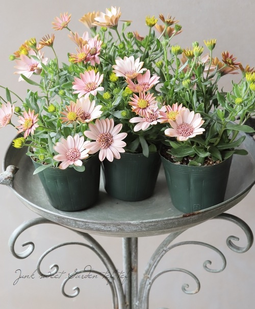 ゲブラ・ナガトヨ】 八重咲きオステオスペルマム 『桜子』 | すべての