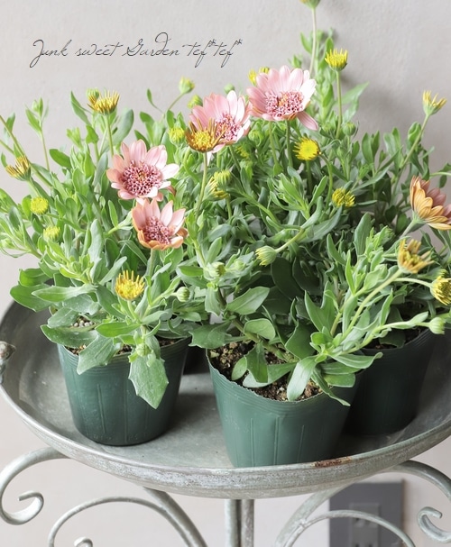 ゲブラ・ナガトヨ】 八重咲きオステオスペルマム 『桜子』 | すべての