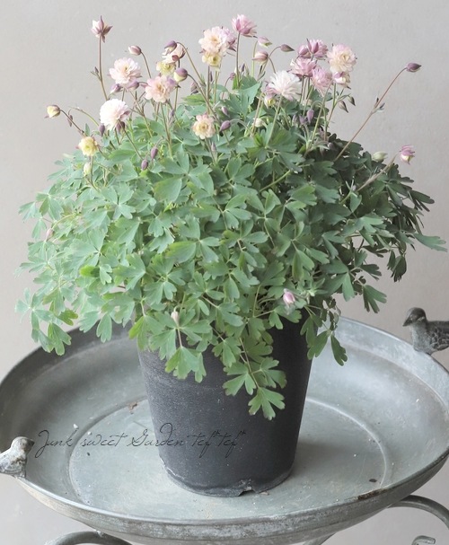 ��LUXURY SELECTION��tef*tef*���ꥸ�ʥ롪Ȭ�ź餭�����ޥ����إ��饷���륻�ԥ��� �����1��ʪ��B��