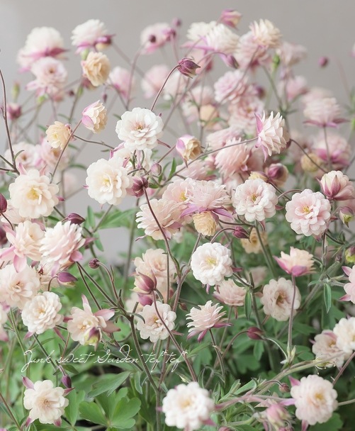 ��LUXURY SELECTION��tef*tef*���ꥸ�ʥ롪Ȭ�ź餭�����ޥ����إ��饷���륻�ԥ��� �����1��ʪ��B��