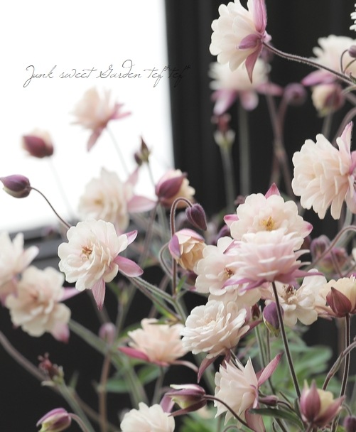 ��LUXURY SELECTION��tef*tef*���ꥸ�ʥ롪Ȭ�ź餭�����ޥ����إ��饷���륻�ԥ��� �����1��ʪ��B��