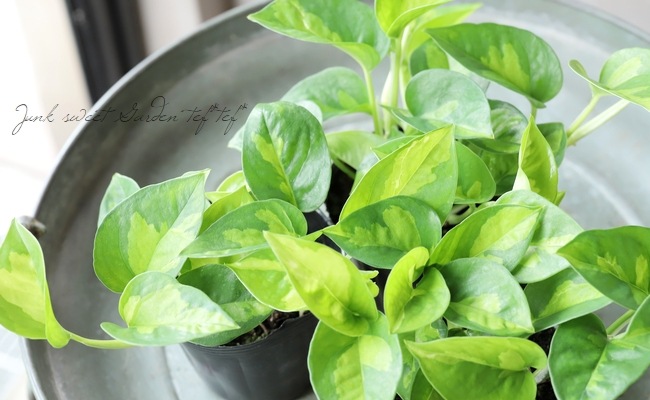 �ݥȥ����إ������Х�� �ڥ��꡼���