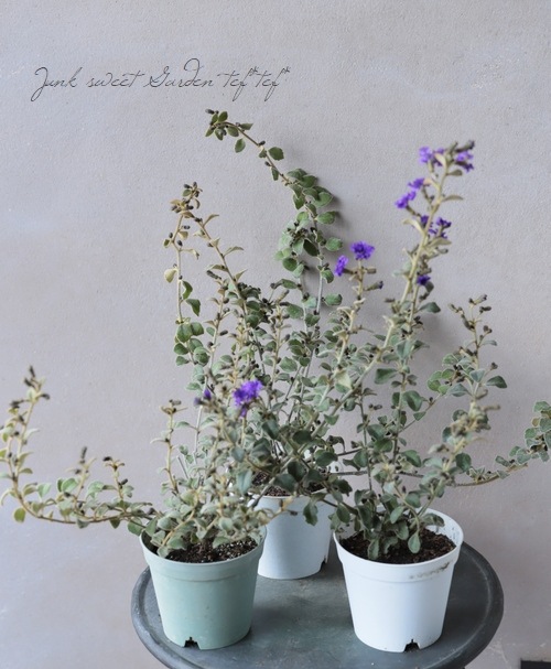 ダンピエラ 『プルプレアフレア』 | すべての商品 | | Junk sweet