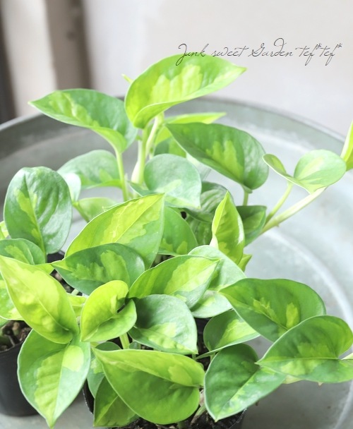 �ݥȥ����إ������Х�� �ڥ��꡼���