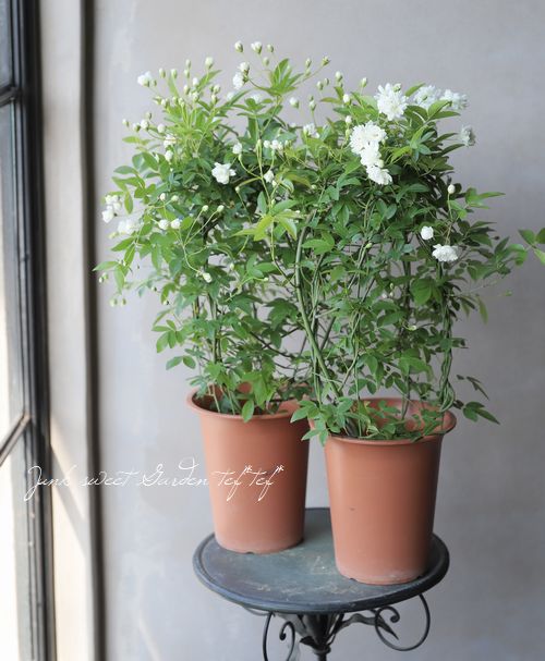 白モッコウバラ トゲがない すべての商品 Junk Sweet Garden Tef Tef