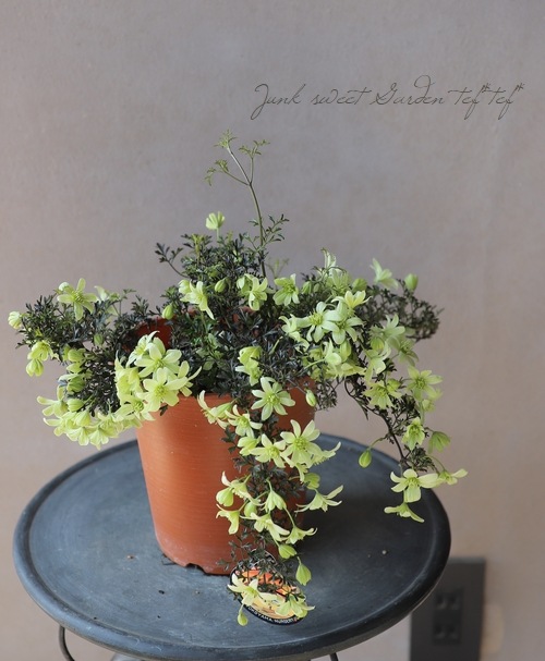 եƥ꡼ϥޥ إڥȥꥨ