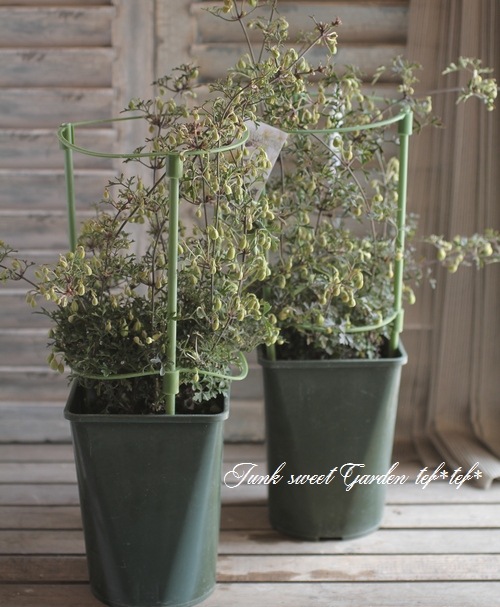 եƥ꡼ϥޥ إڥȥꥨ