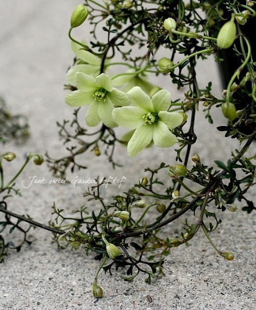 եƥ꡼ϥޥ إڥȥꥨ