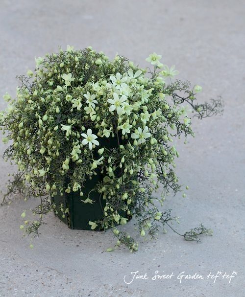 եƥ꡼ϥޥ إڥȥꥨ