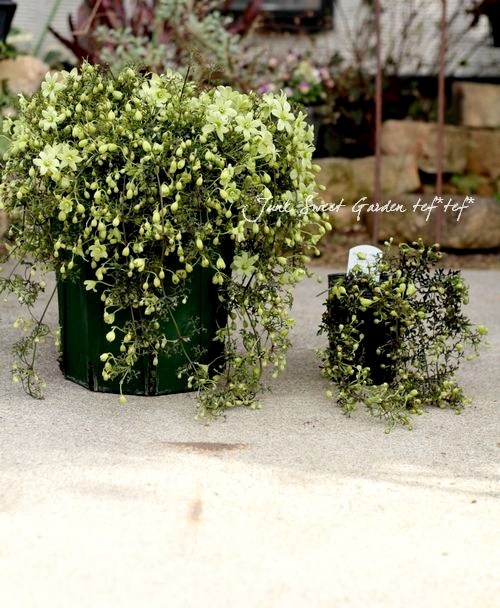 եƥ꡼ϥޥ إڥȥꥨ