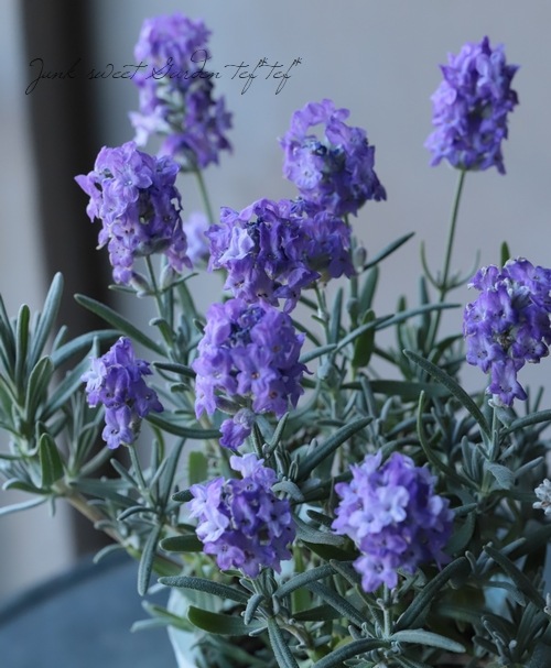 イングリッシュラベンダー 『カノンスター』 | すべての商品 | | Junk