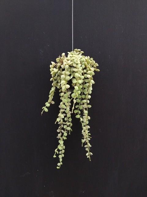 ڴտʪ ǥǥإ̥ꥢХꥨ 40cm