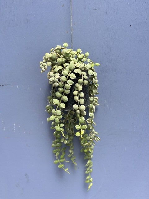 ڴտʪ ǥǥإ̥ꥢХꥨ 40cm