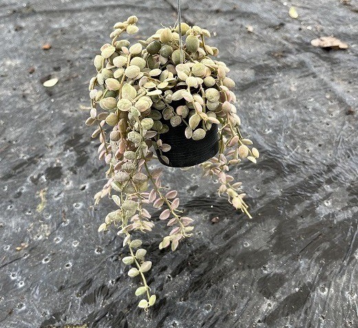 ڴտʪ ǥǥإ̥ꥢХꥨ 40cm