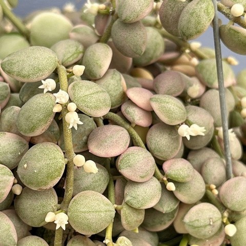 ڴտʪ ǥǥإ̥ꥢХꥨ 40cm
