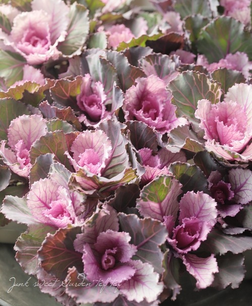 ���ղ�ð ���å���󥷥꡼�����إԥ󥯥ƥ���ѥ� ��