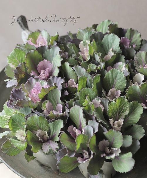 ���ղ�ð ���å���󥷥꡼�����إԥ󥯥ƥ���ѥ� ��