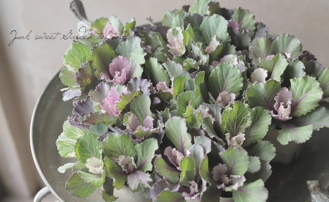 ���ղ�ð ���å���󥷥꡼�����إԥ󥯥ƥ���ѥ� ��