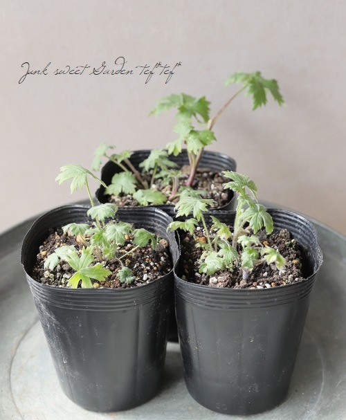 �ǥ�ե��˥��ࡦ�ϥ����������꡼�����إݡ��顼���󥻡�������