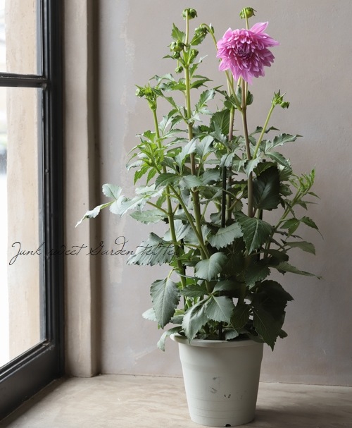 大輪咲きダリア 『春華』 | すべての商品 | | Junk sweet Garden tef*tef*