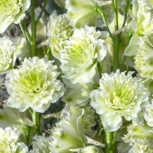 �ǥ�ե��˥��ࡦ�ϥ����������꡼�����إݡ��顼���󥻡�������