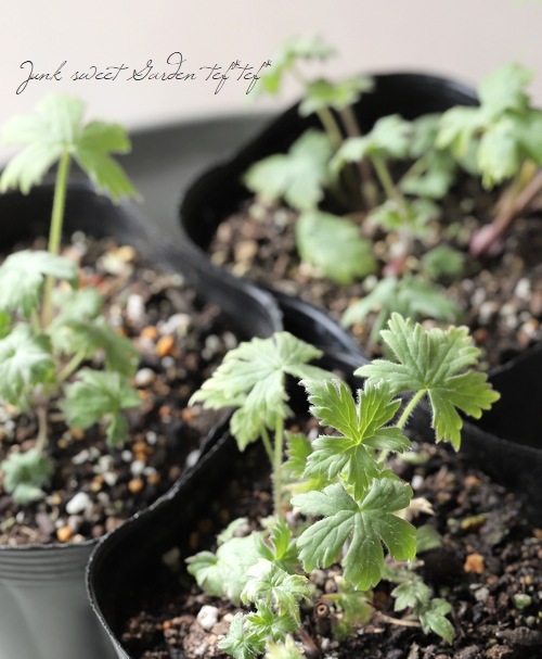 �ǥ�ե��˥��ࡦ�ϥ����������꡼�����إݡ��顼���󥻡�������