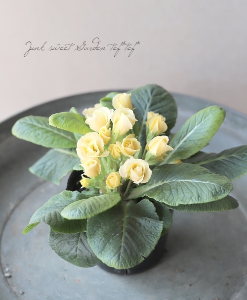 �Х�餭�ץ��顦����ꥢ�󡡡إ����ͥåȡ����֥��ȥ��������顼�١�I��